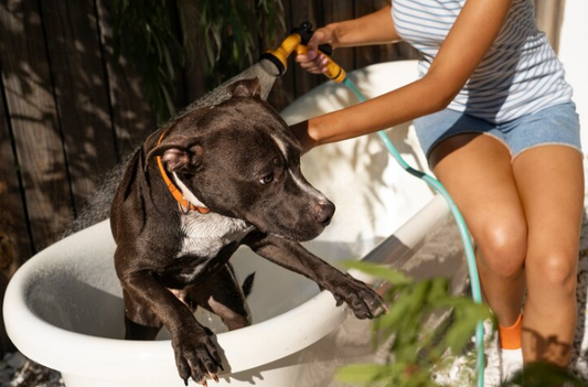 Basic Pet Hygiene Care: A Comprehensive Guide for Happy, Healthy Pets